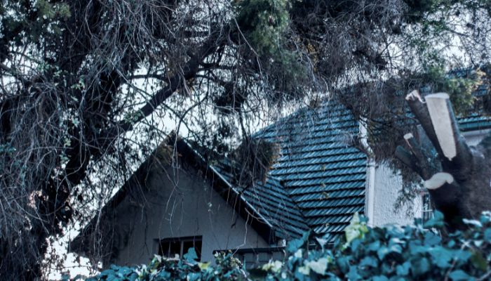 A roof partially covered by overhanging tree branches and dense foliage.