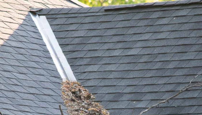 A damaged flashing on a house roof, emphasizing the need for roof repair or replacement to protect local wildlife.