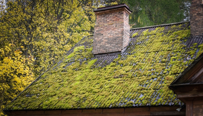 A moss-covered roof featuring a chimney, illustrating the importance of addressing moss or mold for roof repair or replacement.